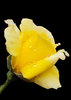 Raindrops on Roses