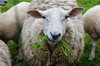 sheep chewing grass