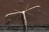 Moth