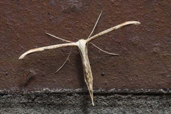 plum moth