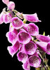Wild foxglove on black