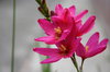 Rose bulb flower