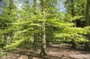 Fresh green leaves