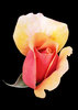 Pink Rosebud on black