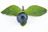 Blueberry & Mint