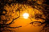 Forest Sunrise