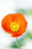 Poppy splendor