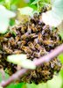 Beehive in a tree