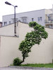 Bent tree