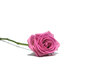 forgotten rose