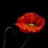 Papaver - Poppies