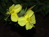 Evening Prim Rose