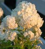 Summer Twilight Delight