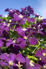 Purple Clematis