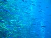 school od fish