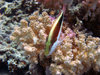 Diving in Egypt near Dahab in 