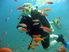Diving in Egypt near Dahab in 