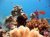 Diving in Egypt near Dahab in 