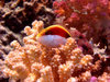 Diving in Egypt near Dahab in 