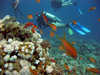 Diving in Egypt near Dahab in 