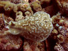Diving in Egypt near Dahab in 