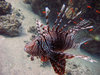 Diving in Egypt near Dahab in 