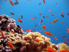 Diving in Egypt near Dahab in 
