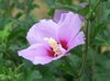 Rose of Sharon