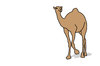 Dromedary