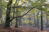 November forest