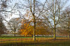 Parkland in autumn