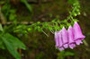 Purple flowers
