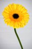 gerbera