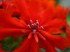 weirdo flowers (6)