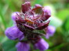 weirdo flowers (3)