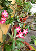 Bonsai beauty3