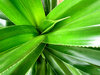 barbed & green1