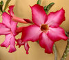 Bonsai beauty8