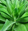 barbed & green3