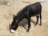 Wild donkey