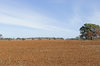 agriculture