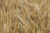 agriculture