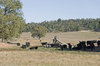 agriculture
