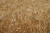 agriculture