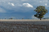 agriculture