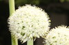 White blossom