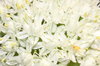 Allium burst