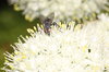 Onion Series 3