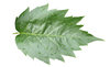 Leaf after the rain