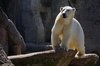 Polar bear